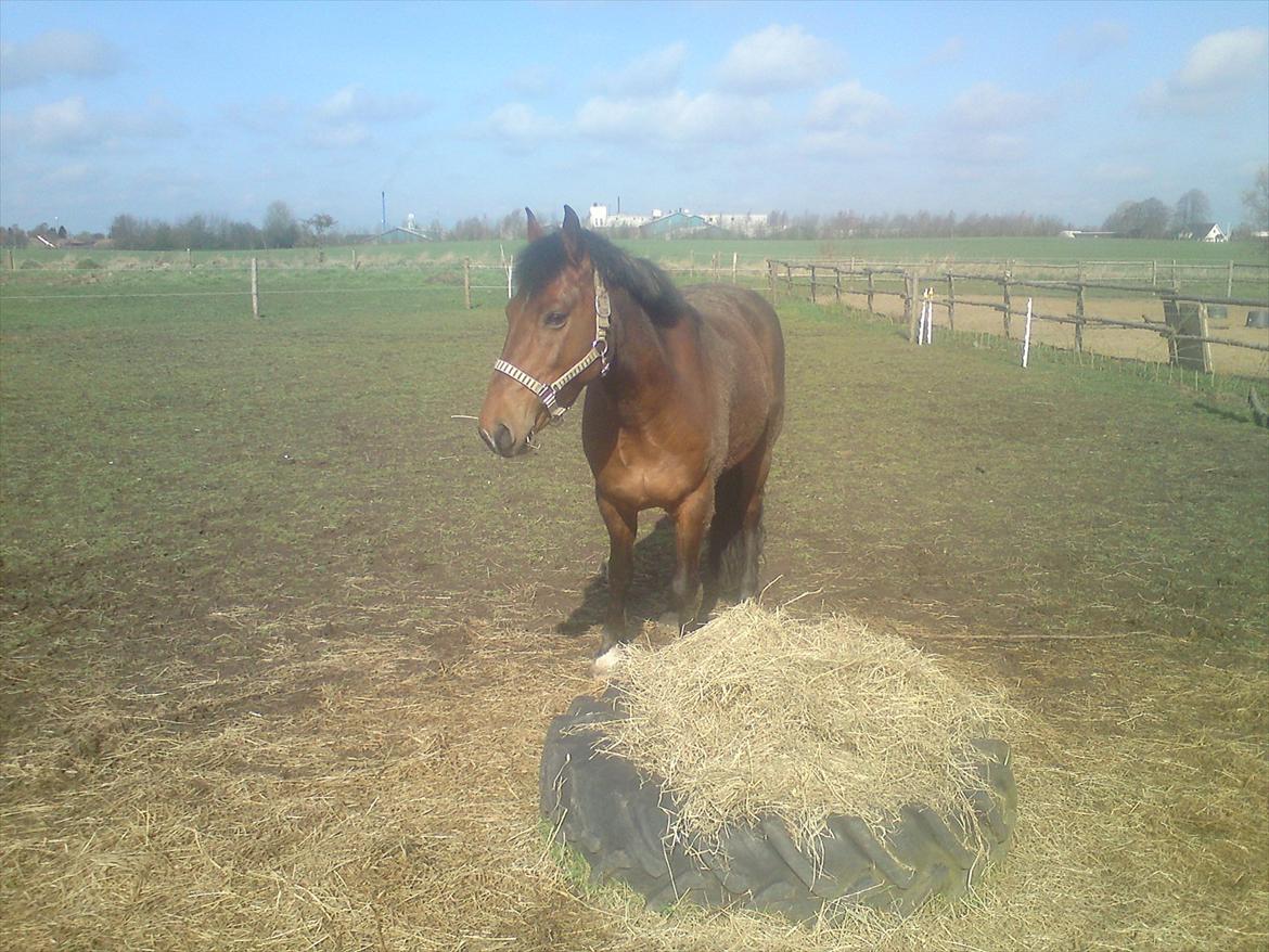 Anden særlig race Billy Joe billede 2