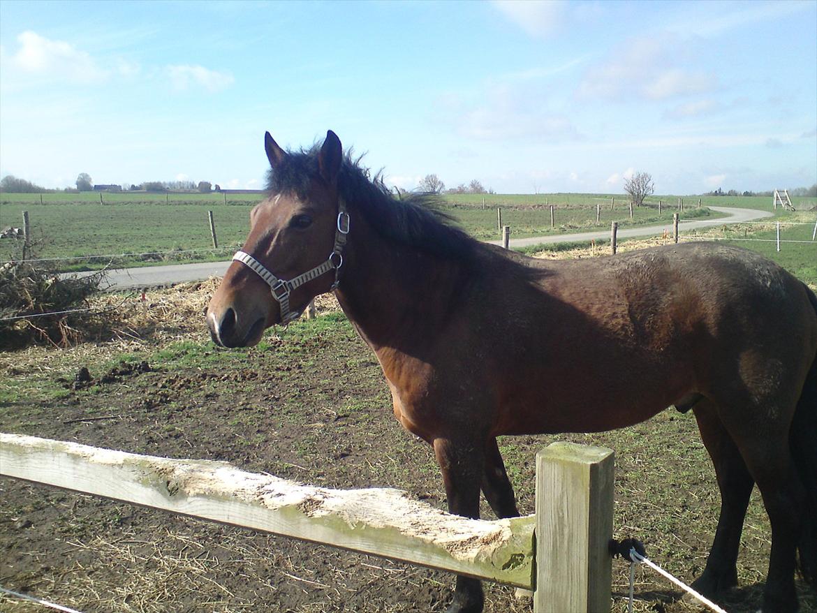 Anden særlig race Billy Joe billede 3