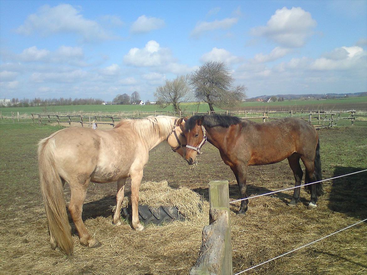 Anden særlig race Billy Joe billede 4