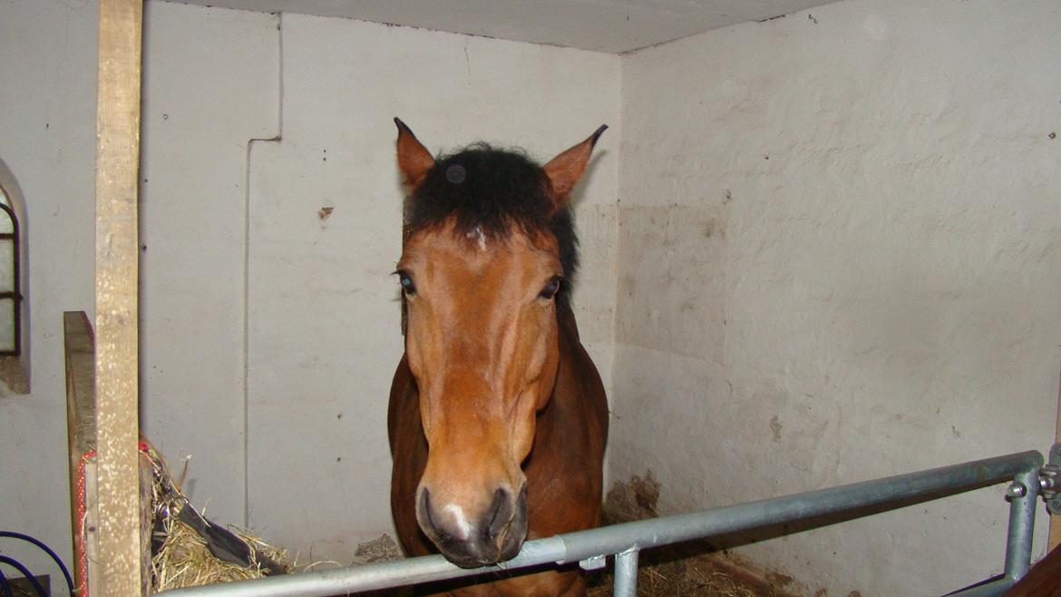 Anden særlig race Billy Joe billede 5