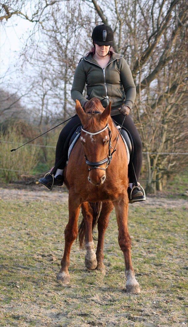 Frederiksborg Pearl FR 8099 •RIP• billede 20