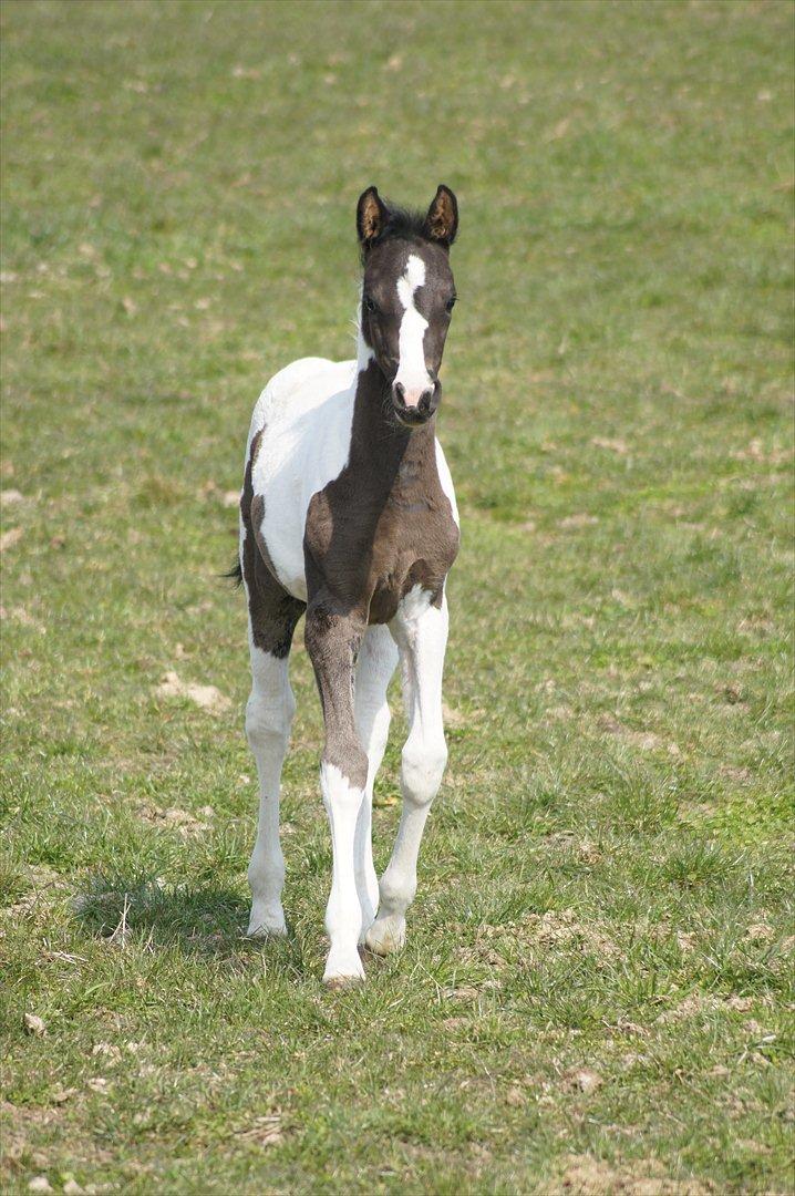 Pinto Aliyah - Aliyah 4 uger gammel. billede 9