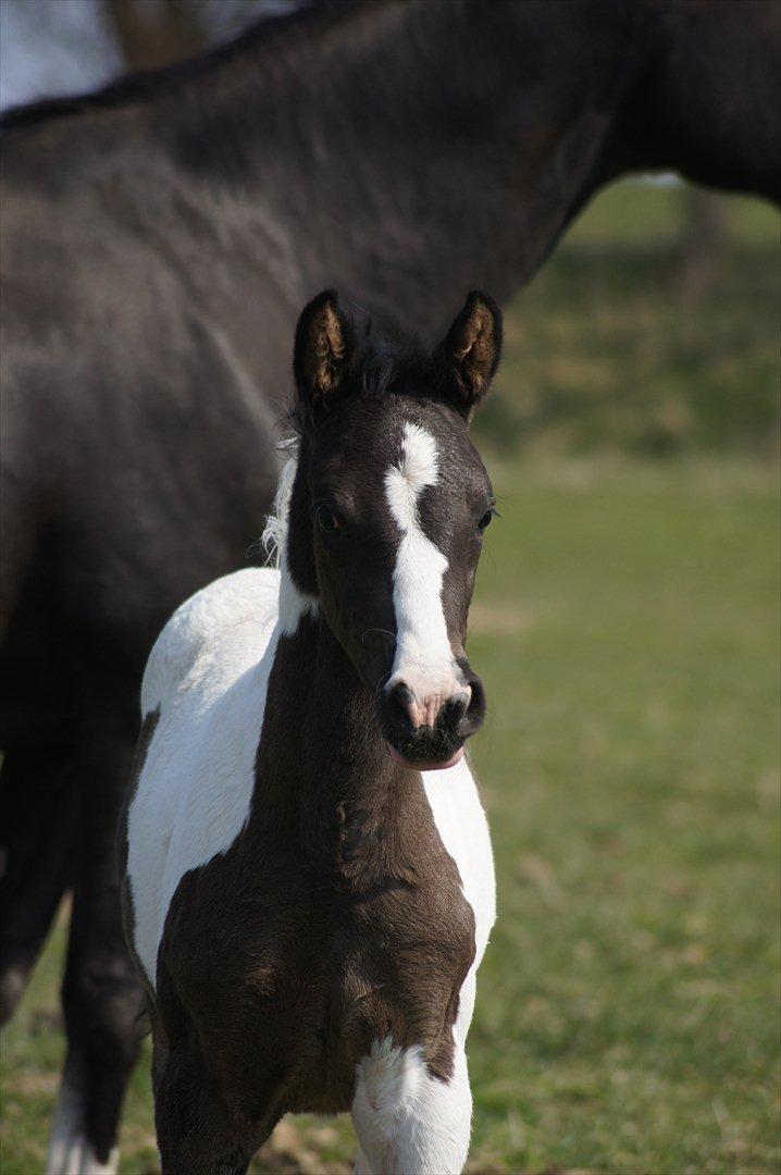 Pinto Aliyah - Så smuk, så smuk. 4 uger gammel. billede 7