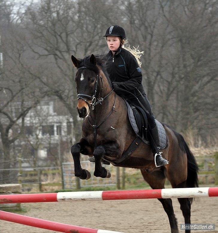 New Forest Dalgaardens Figaro - han er så sød<3
jeg elsker dig<3 billede 8