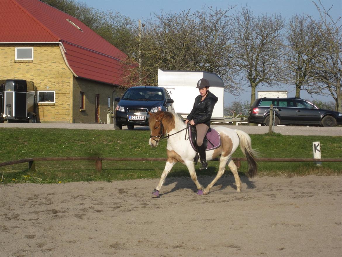 Welsh Mountain (sec A) Sasia(Pølle) SOLGT billede 18