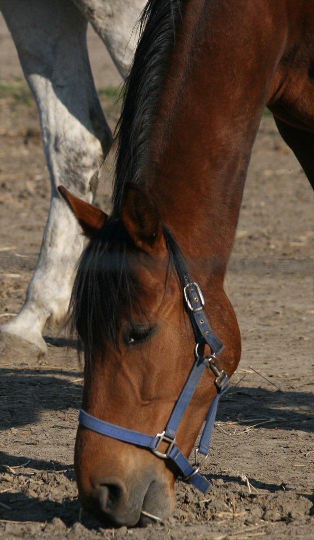Traver Gunnison SOLGT! billede 3