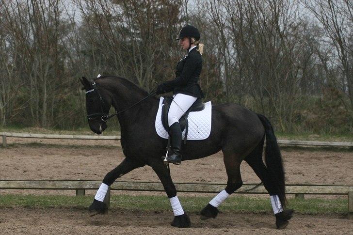 Frieser Jannete R - Stævne i SRLa (april 2012) billede 1