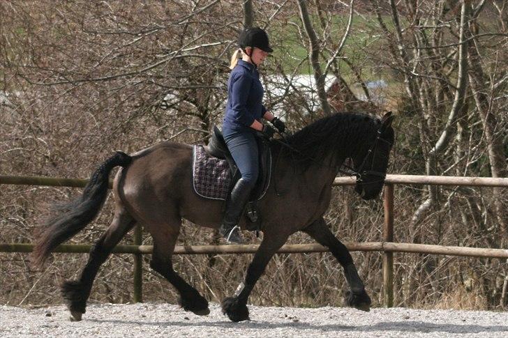 Frieser Jannete R - Træning (marts 2012) billede 18