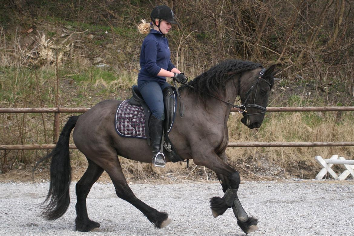 Frieser Jannete R - Træning (marts 2012) billede 19