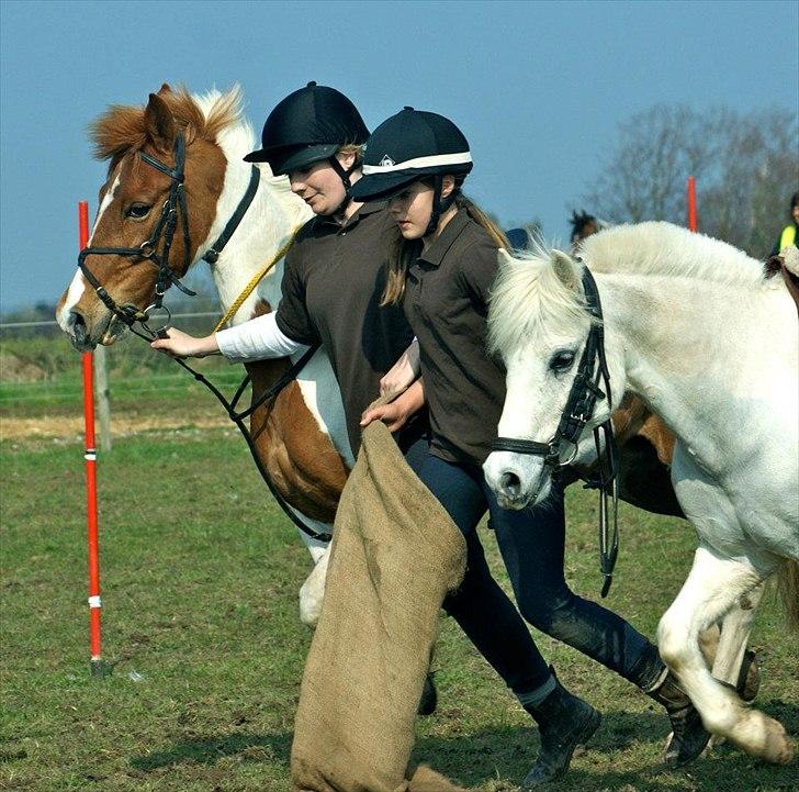 Anden særlig race Filur<3 - Hjørnely cup 2012 med Charles! 
Sød pony! <3 billede 4