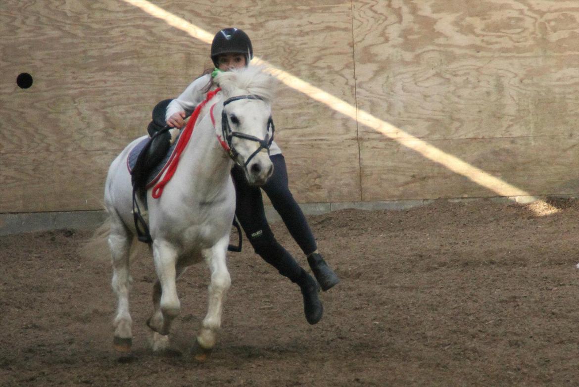 Anden særlig race Filur<3 - Træning med U14
 billede 9