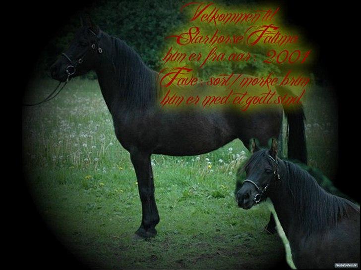 DSP Starhorse Fatima billede 3