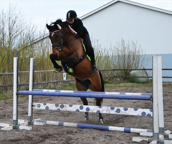 Dansk Varmblod Grankærs Come On ''PRINSESSEN''<3 - Louise der springer Prinsessen, anden gang hun springer imens jeg har haft hende :)<3 billede 5