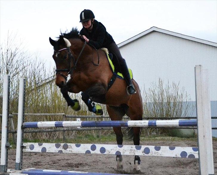 Dansk Varmblod Grankærs Come On ''PRINSESSEN''<3 - Prinsessen  elsker det :)<3 billede 10