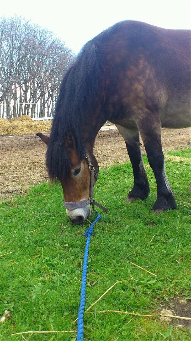 Nordsvensk Skovhest Lukas - Det er hygge! billede 12