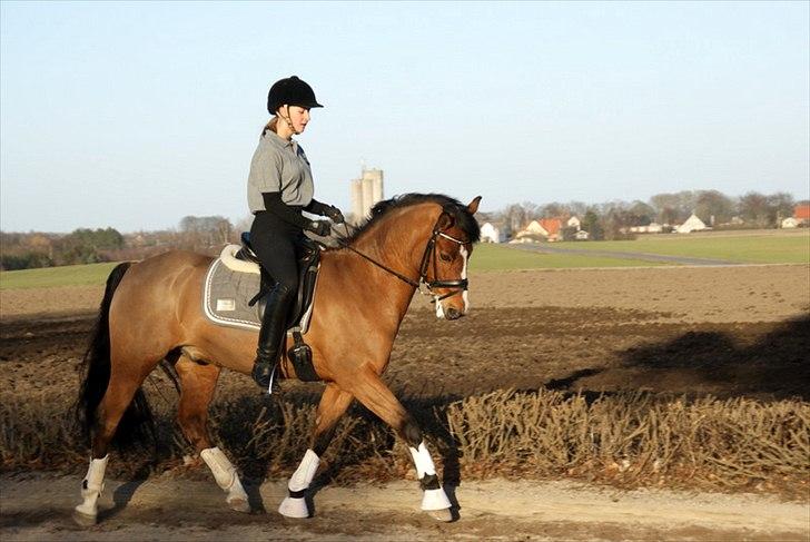New Forest Fuglekildes macoy - Træning med Coysen for første gang udendørs :-) Marts 2012 billede 13