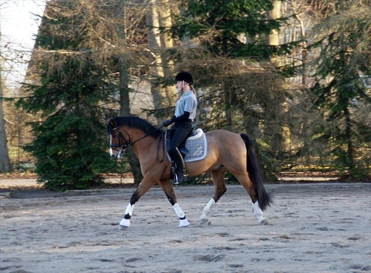 New Forest Fuglekildes macoy - Søøød Coys til første udendørs træning i 2012 :-) billede 7