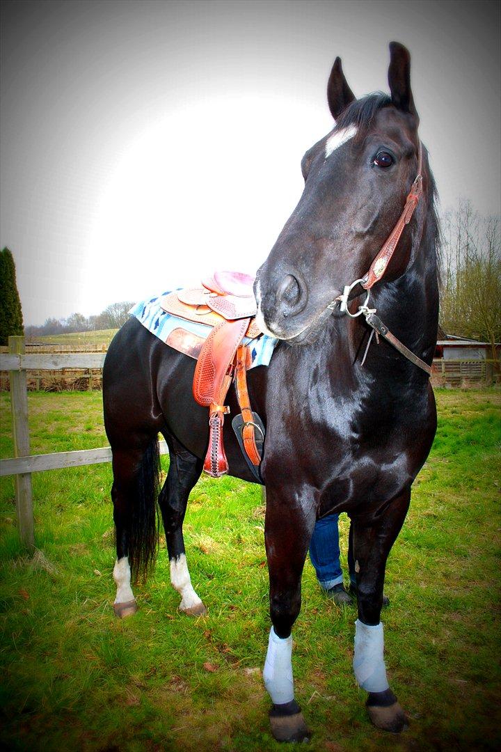 Quarter San Par Vision - Smukke VisVas! <3 billede 14