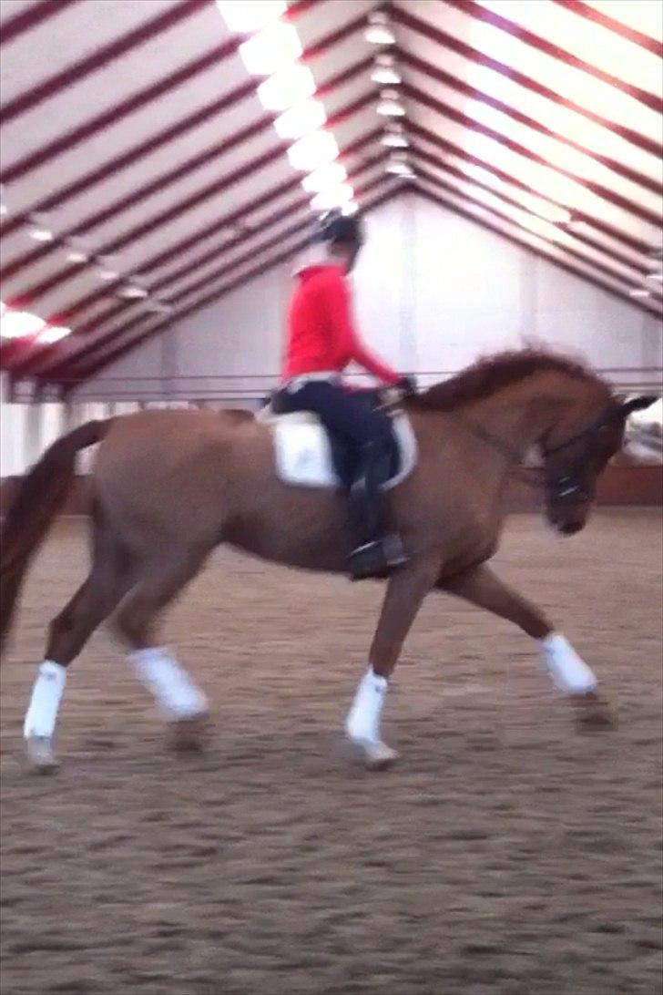 Dansk Varmblod Virgin´s Salsa - Min lille Prinsesse billede 11