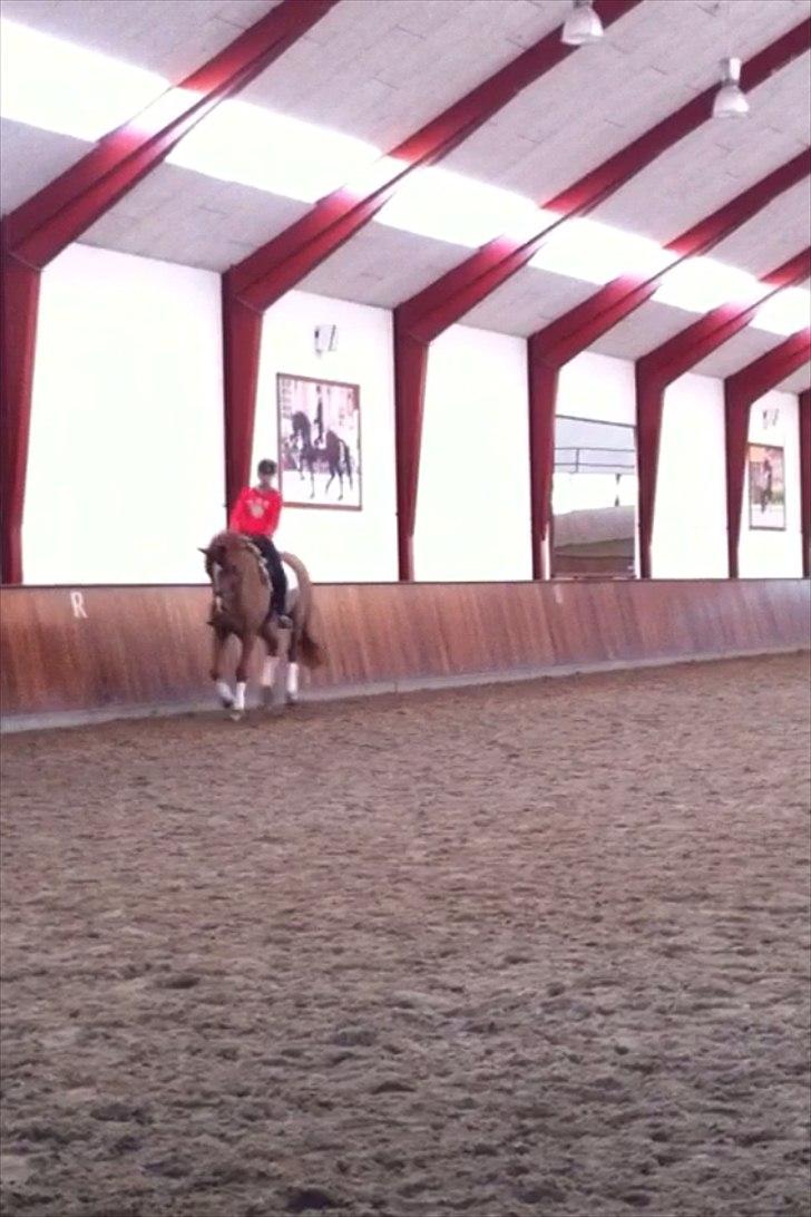 Dansk Varmblod Virgin´s Salsa - I am so glad I have got the chance to know you billede 12