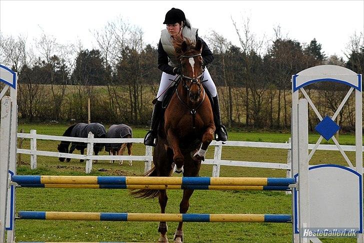 Anden særlig race Chutney - LIND 22/4-2012 LD B0
Foto: Rikke Bech Hansen billede 11