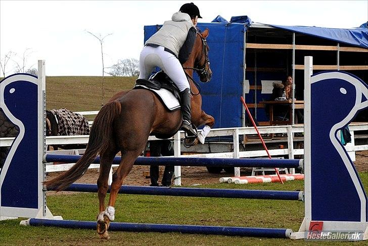 Anden særlig race Chutney - LIND 22/4-2012 LD B0
Foto: Rikke Bech Hansen billede 12
