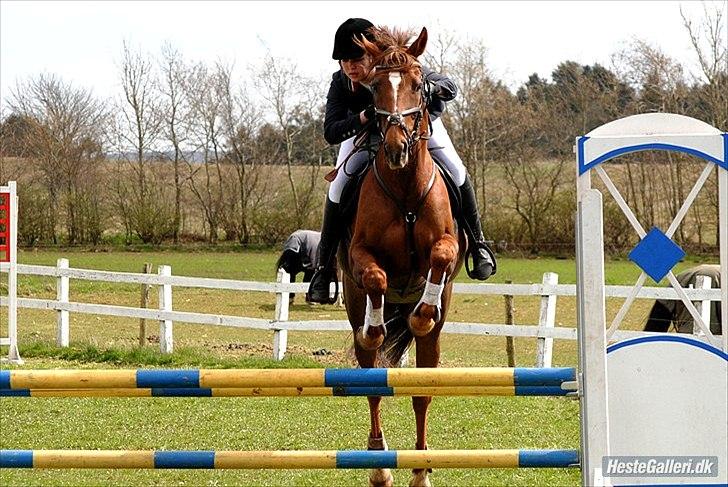 Anden særlig race Chutney - LIND 22/4-2012 LD B3
Foto: Rikke Bech Hansen billede 13