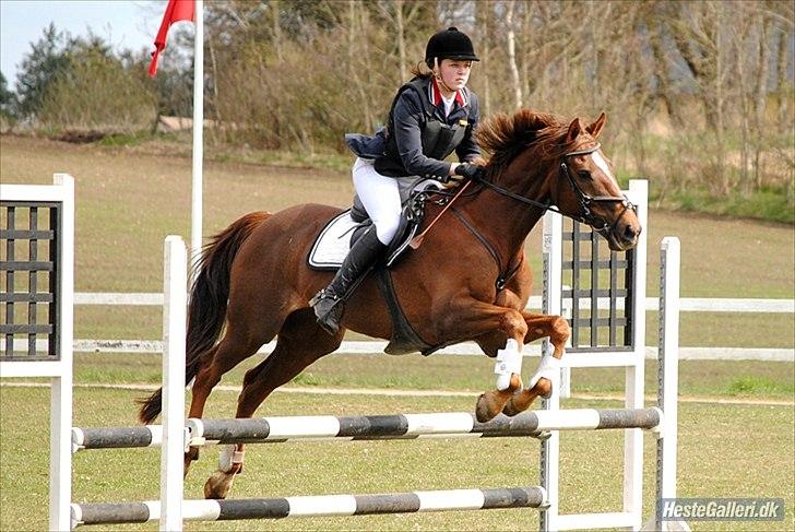 Anden særlig race Chutney - LIND 22/4-2012 LD B3
Foto: Rikke Bech Hansen billede 14