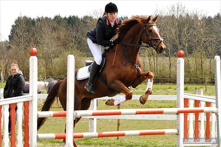 Anden særlig race Chutney - LIND 22/4-2012 LD B3
Foto: Rikke Bech Hansen billede 15