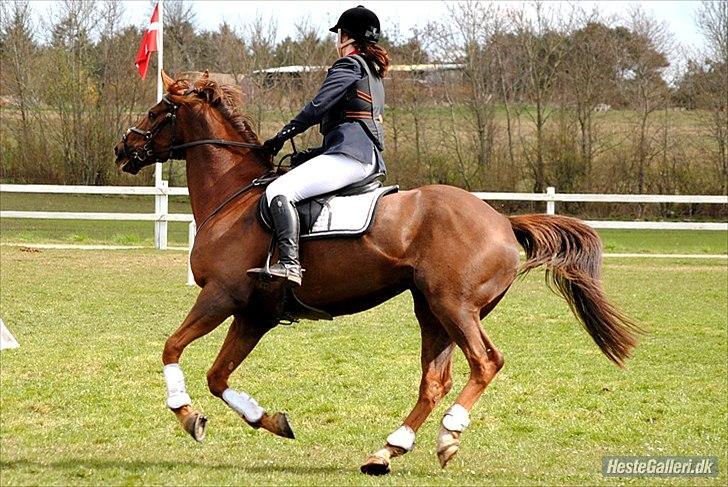 Anden særlig race Chutney - LIND 22/4-2012 LD B3
Foto: Rikke Bech Hansen billede 16