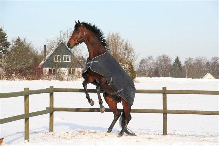 Trakehner Mi Manchi - uhh var det en hoppe? billede 10