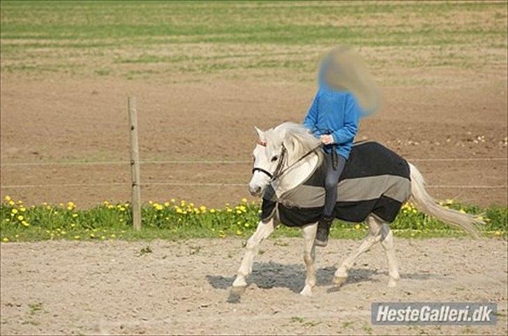 Welsh Pony (sec B) Balou billede 17