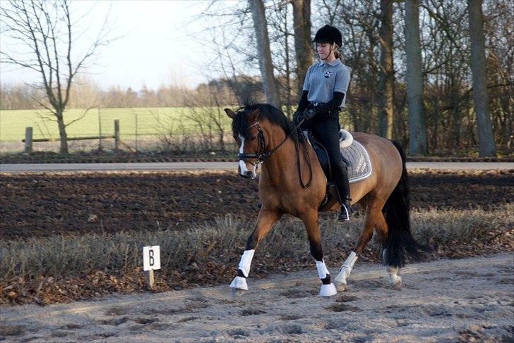 New Forest Fuglekildes macoy - Verdens bedste Coysen. Gør altid sit bedste til træning :-) billede 9