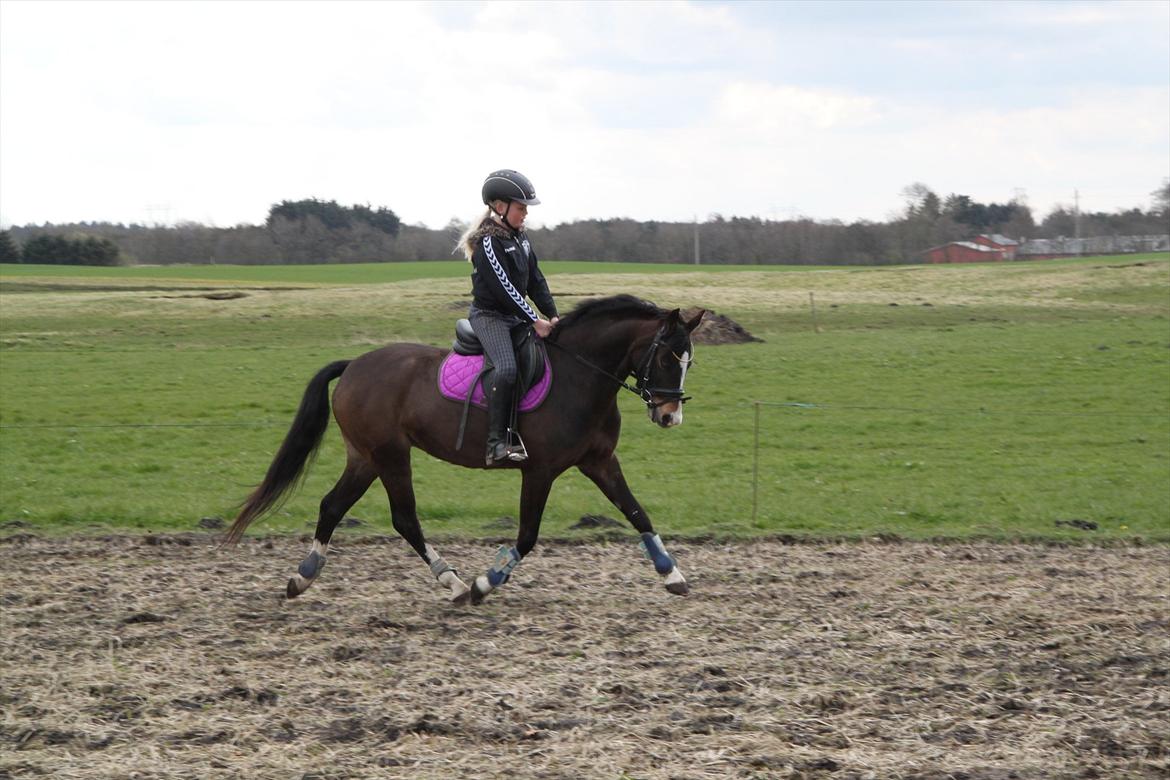 Welsh Pony (sec B) Bakkegaarden's Nikita B-pony - her der kan i så se at den lille spring prinsesse altså også godt kan gå dressur :-) billede 12