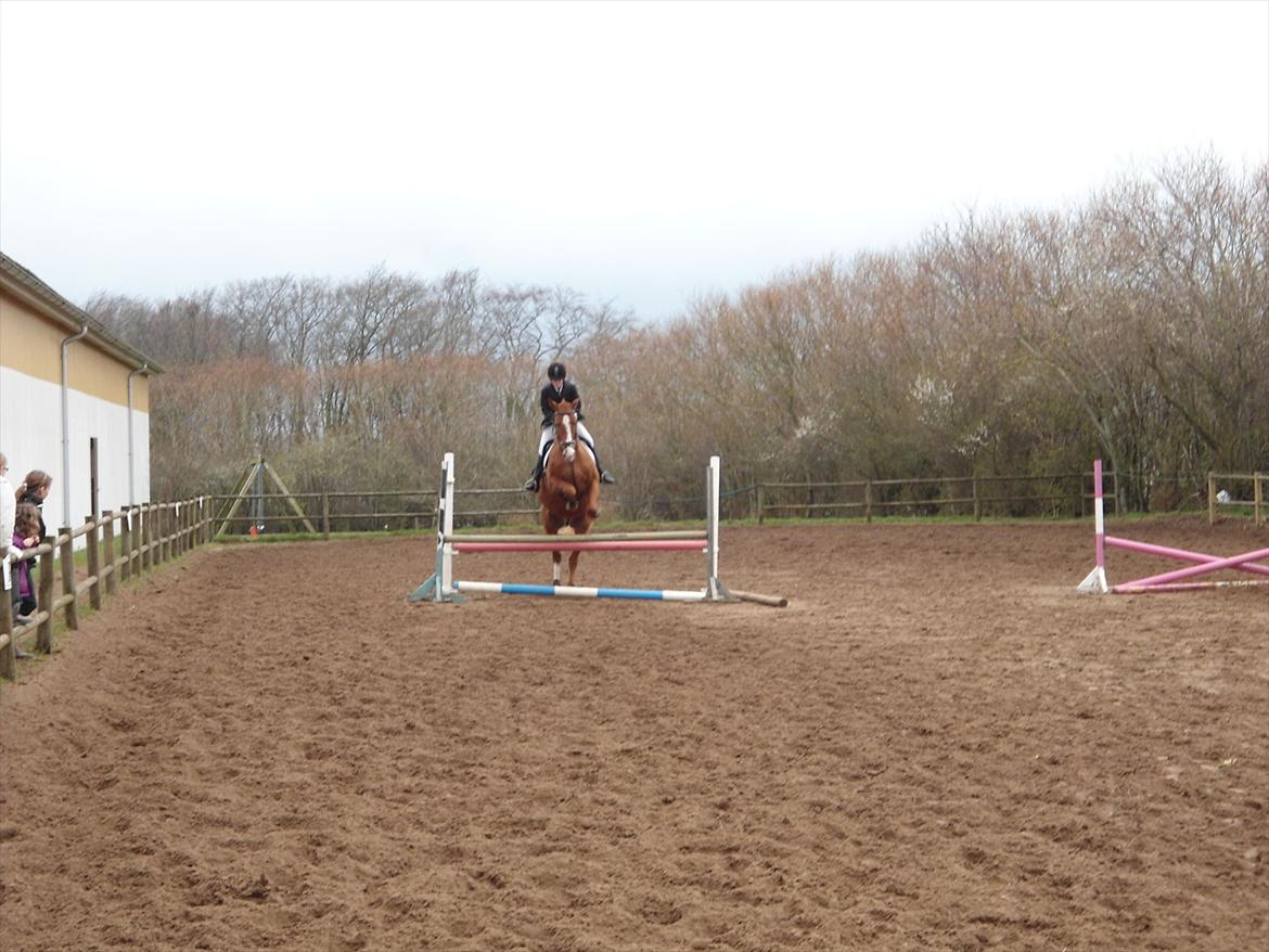 Dansk Varmblod Victor - Victor og jeg varmer op til vores første og sidste springklasse nogensinde.

Forår 2012.

Foto: Mor. billede 2