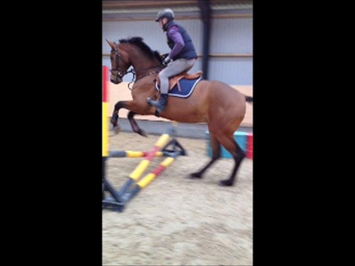 Dansk Varmblod Kraghedes Rosinante billede 3