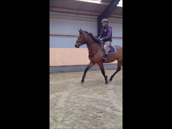 Dansk Varmblod Kraghedes Rosinante billede 14