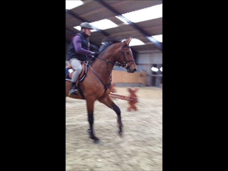 Dansk Varmblod Kraghedes Rosinante billede 1