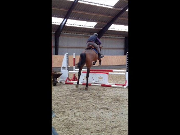 Dansk Varmblod Kraghedes Rosinante billede 9