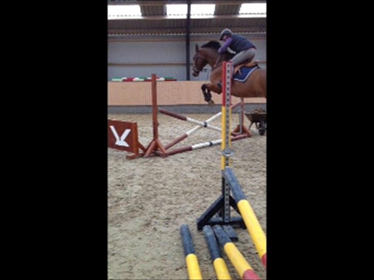 Dansk Varmblod Kraghedes Rosinante billede 10