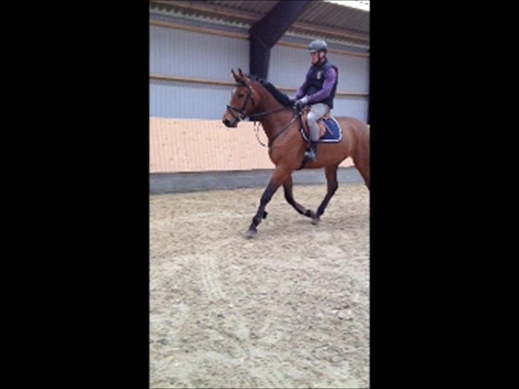 Dansk Varmblod Kraghedes Rosinante billede 5