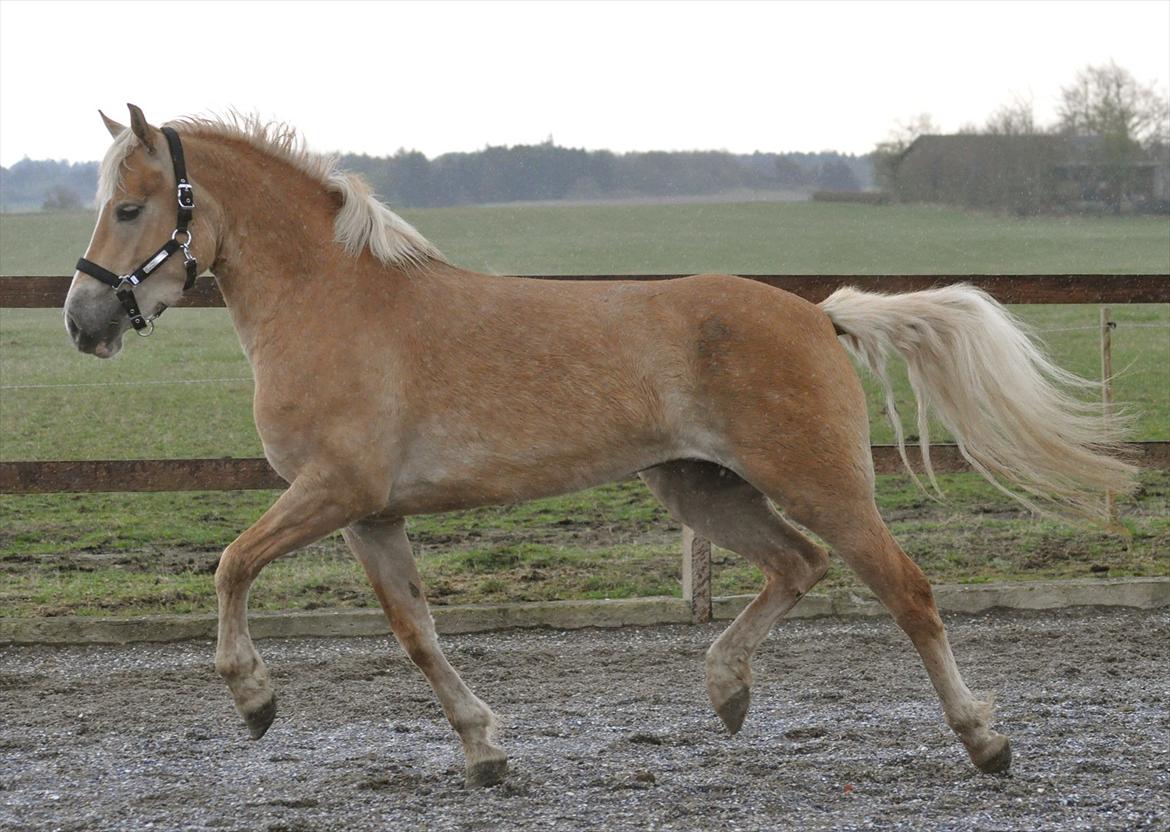 Haflinger My Fair Lady.SAVNET ;( - wow hun fører sig lige frem på banen billede 2