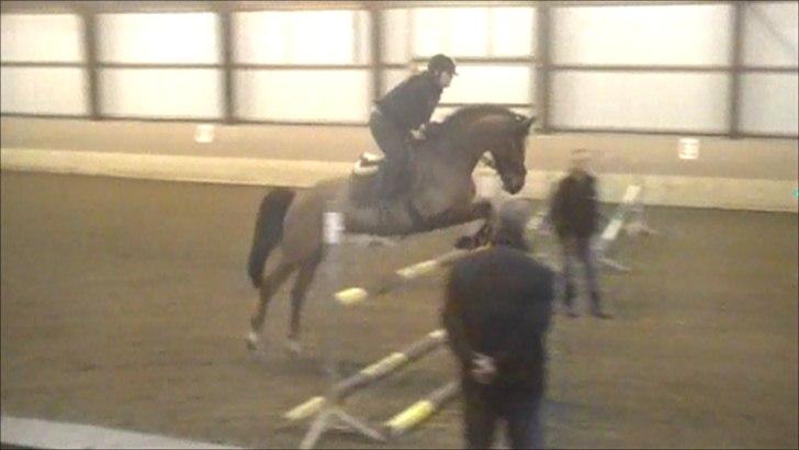 Dansk Varmblod Lyngdalgårds Studina - Træning febuar 2011 billede 16