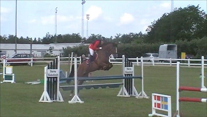 Dansk Varmblod Lyngdalgårds Studina - juni 2011 billede 1