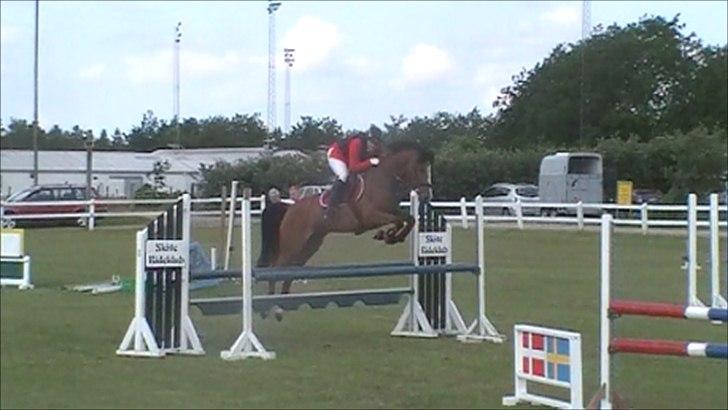 Dansk Varmblod Lyngdalgårds Studina - juni 2011 billede 17