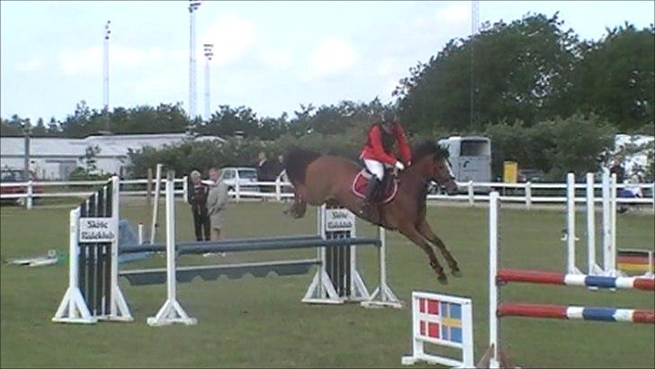 Dansk Varmblod Lyngdalgårds Studina - juni 2011 billede 18