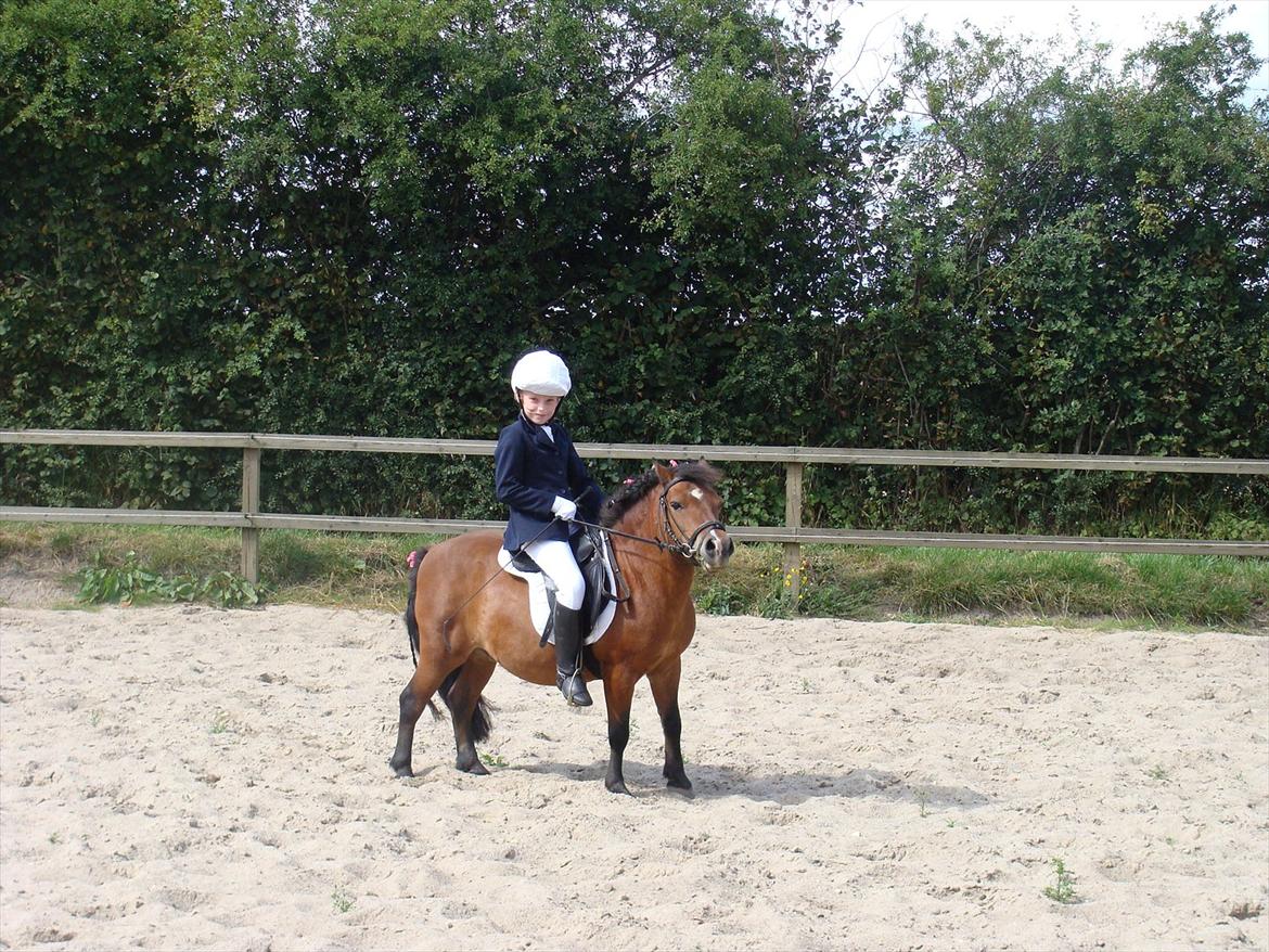 Shetlænder Bruno - Bruno og mig da jeg var lidt mindre :p billede 10