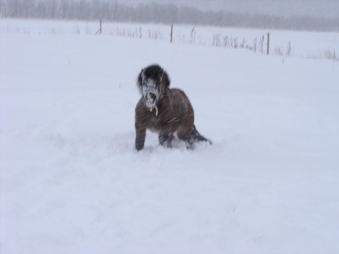 Shetlænder Bruno - Sne pony :p billede 11