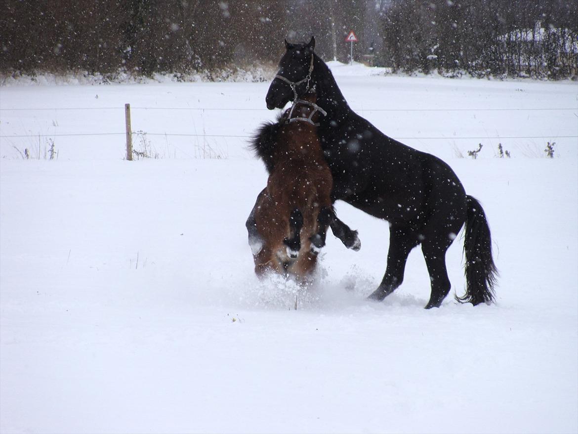 Shetlænder Bruno - Kæmpehesten Alegro og Bruno leger:DDD billede 12