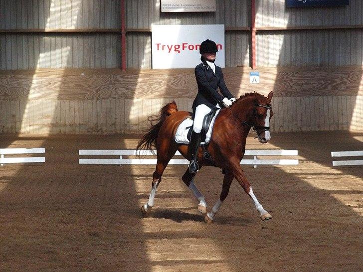 DSP Firhøjs Pikant  B PONY - Pikant du er så sej til de øgninger!!!! :D <3 LA2 til 71% og vinder af klassen d. 14/4 2012 (foto Ida Toftegaard) billede 13